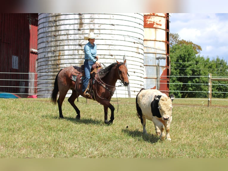 American Quarter Horse Wallach 9 Jahre 155 cm Roan-Bay in Clarion