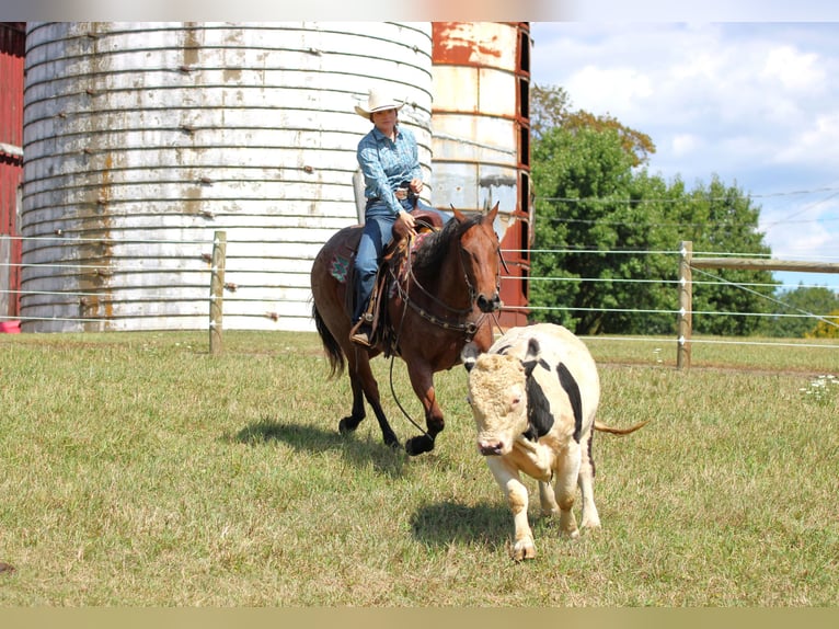 American Quarter Horse Wallach 9 Jahre 155 cm Roan-Bay in Clarion