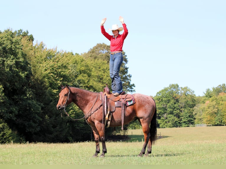 American Quarter Horse Wallach 9 Jahre 155 cm Roan-Bay in Clarion