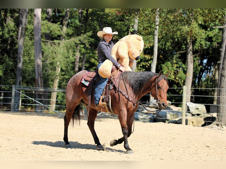 American Quarter Horse Wallach 9 Jahre 155 cm Roan-Bay in Clarion