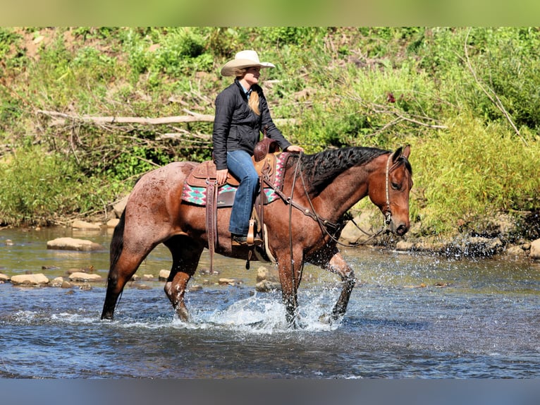 American Quarter Horse Wallach 9 Jahre 155 cm Roan-Bay in Clarion