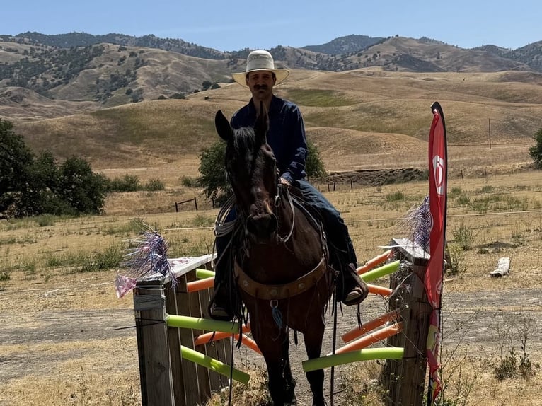 American Quarter Horse Wallach 9 Jahre 155 cm Roan-Bay in King City CA