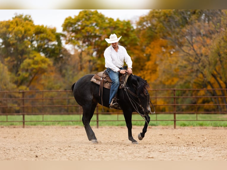 American Quarter Horse Wallach 9 Jahre 155 cm Roan-Blue in Lewistown