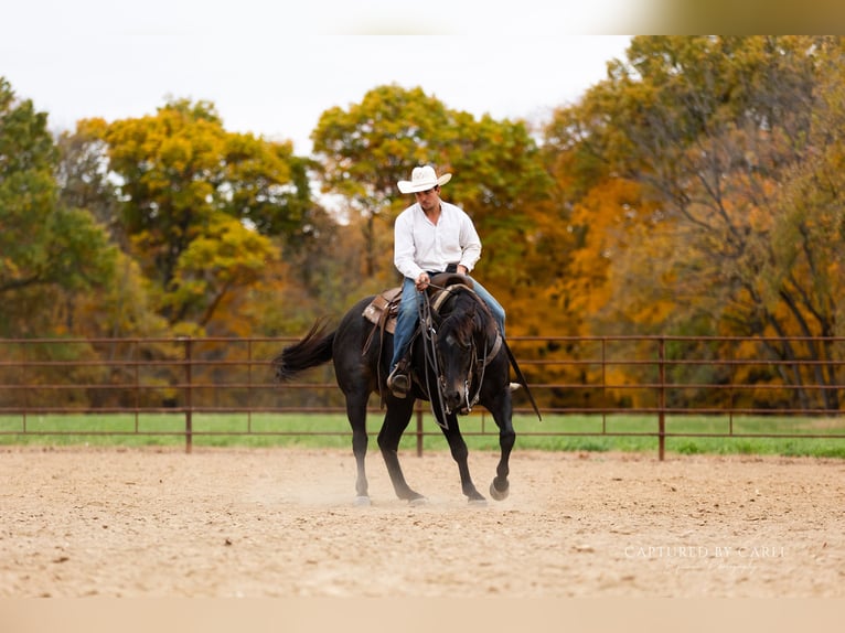 American Quarter Horse Wallach 9 Jahre 155 cm Roan-Blue in Lewistown