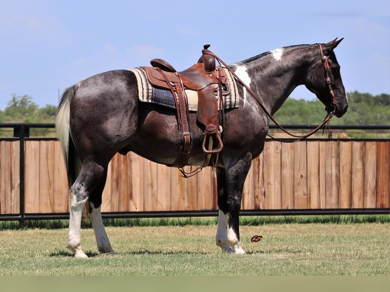 American Quarter Horse Wallach 9 Jahre 155 cm Roan-Blue in Jacksboro, TX