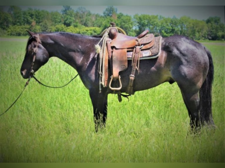 American Quarter Horse Wallach 9 Jahre 155 cm Roan-Blue in rUSK tX