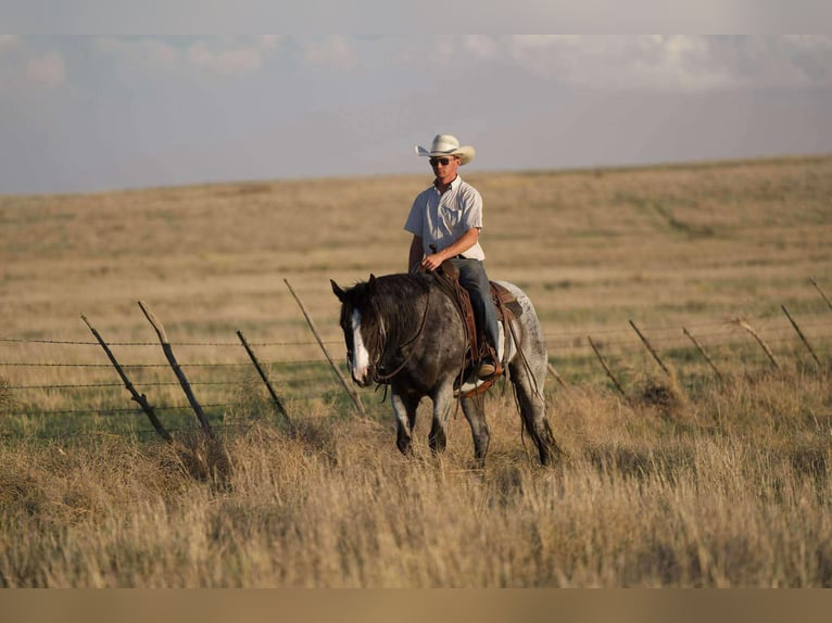 American Quarter Horse Wallach 9 Jahre 155 cm Roan-Blue in Sweet Springs Mo