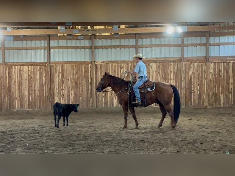 American Quarter Horse Wallach 9 Jahre 155 cm Roan-Red in Valley Springs
