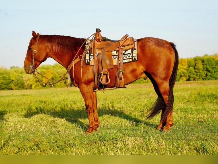 American Quarter Horse Wallach 9 Jahre 155 cm Roan-Red in Valley Springs