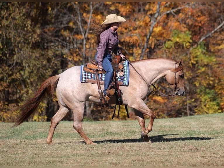 American Quarter Horse Wallach 9 Jahre 155 cm Roan-Red in Mount Vernon