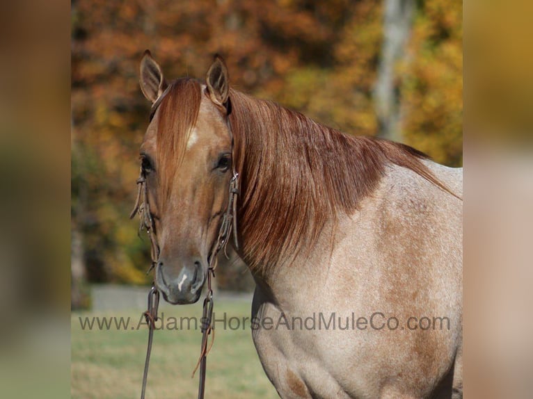 American Quarter Horse Wallach 9 Jahre 155 cm Roan-Red in Mount Vernon