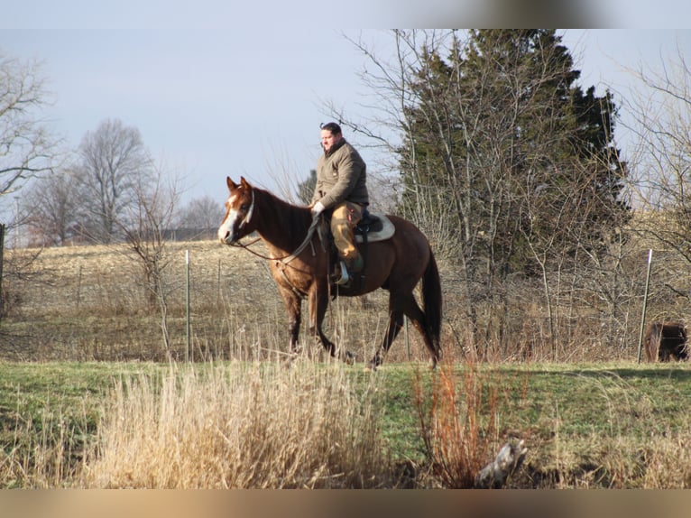 American Quarter Horse Wallach 9 Jahre 155 cm Roan-Red in Brownstown