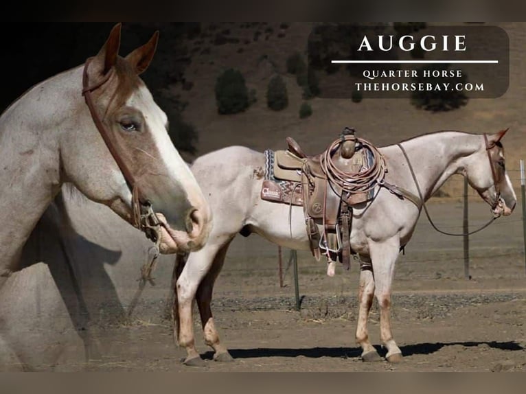 American Quarter Horse Wallach 9 Jahre 155 cm Roan-Red in Pearce, AZ