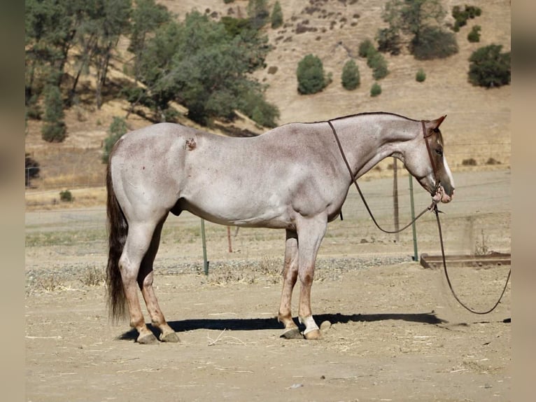 American Quarter Horse Wallach 9 Jahre 155 cm Roan-Red in Paicines CA