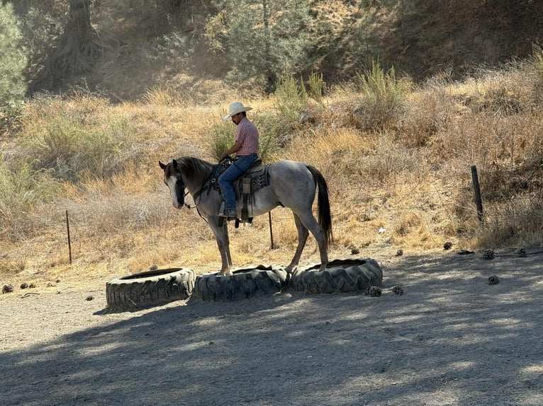 American Quarter Horse Wallach 9 Jahre 155 cm Roan-Red in Paicines CA