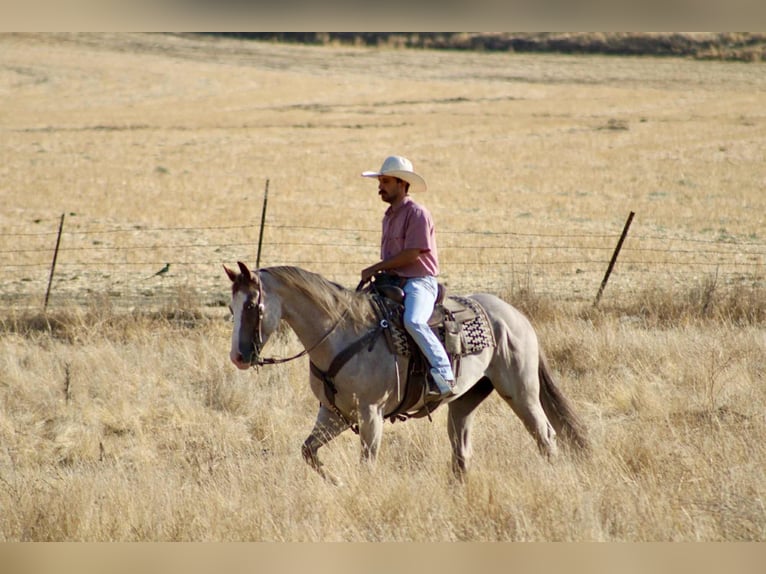 American Quarter Horse Wallach 9 Jahre 155 cm Roan-Red in Paicines CA