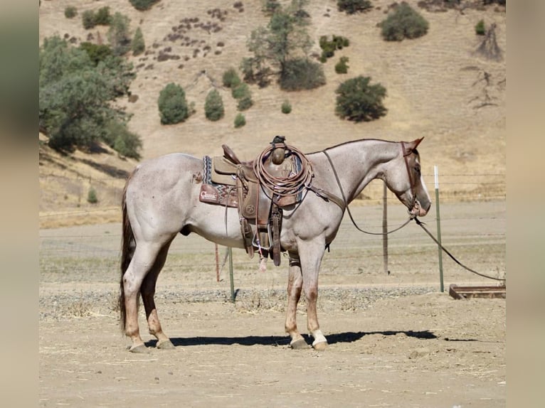 American Quarter Horse Wallach 9 Jahre 155 cm Roan-Red in Paicines CA