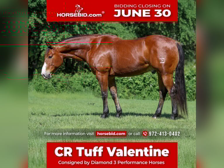 American Quarter Horse Wallach 9 Jahre 155 cm Rotbrauner in Ravenna, TX