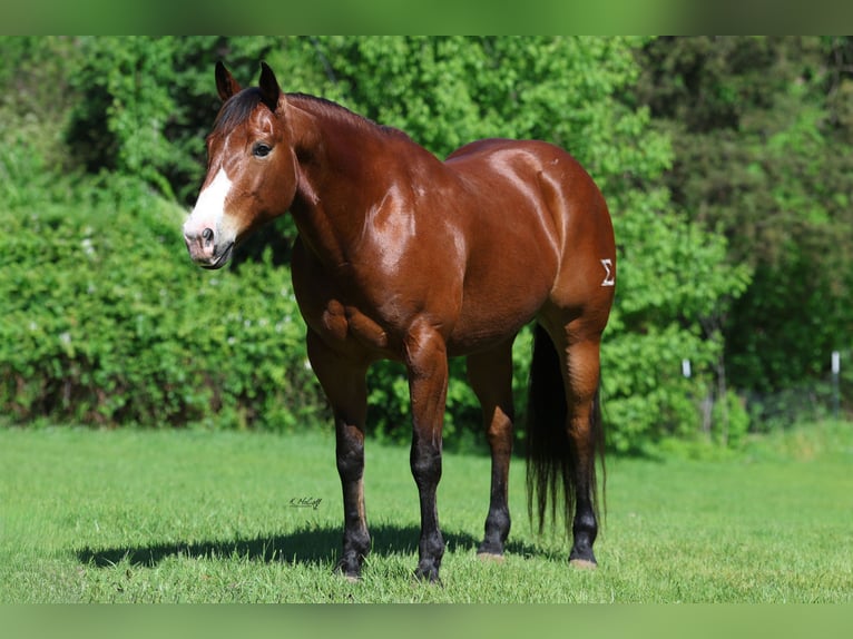 American Quarter Horse Wallach 9 Jahre 155 cm Rotbrauner in Ravenna, TX