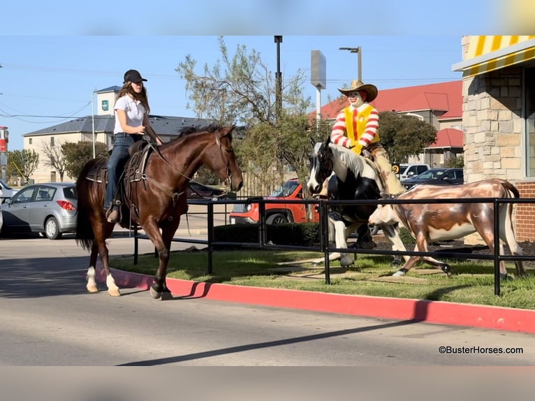 American Quarter Horse Wallach 9 Jahre 155 cm Rotbrauner in Weatherford Tx