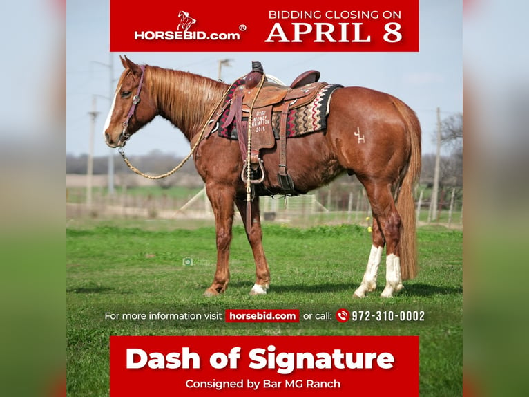 American Quarter Horse Wallach 9 Jahre 155 cm Rotfuchs in Whitesboro, TX