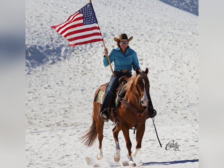 American Quarter Horse Wallach 9 Jahre 155 cm Rotfuchs in Belen, NM