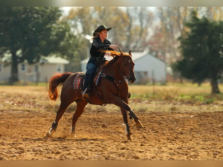 American Quarter Horse Wallach 9 Jahre 155 cm Rotfuchs in Quitman