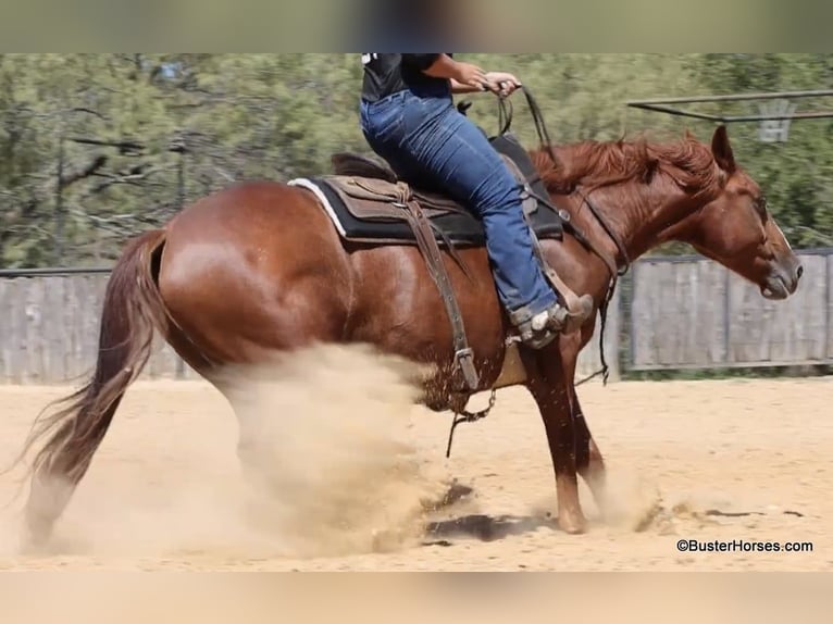 American Quarter Horse Wallach 9 Jahre 155 cm Rotfuchs in Weatherford TX