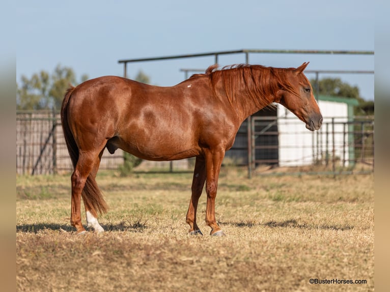 American Quarter Horse Wallach 9 Jahre 155 cm Rotfuchs in Weatherford TX