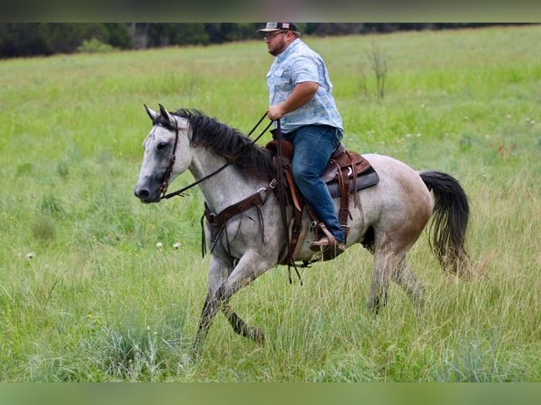 American Quarter Horse Wallach 9 Jahre 155 cm Schimmel in STEPHENVILLE, TX