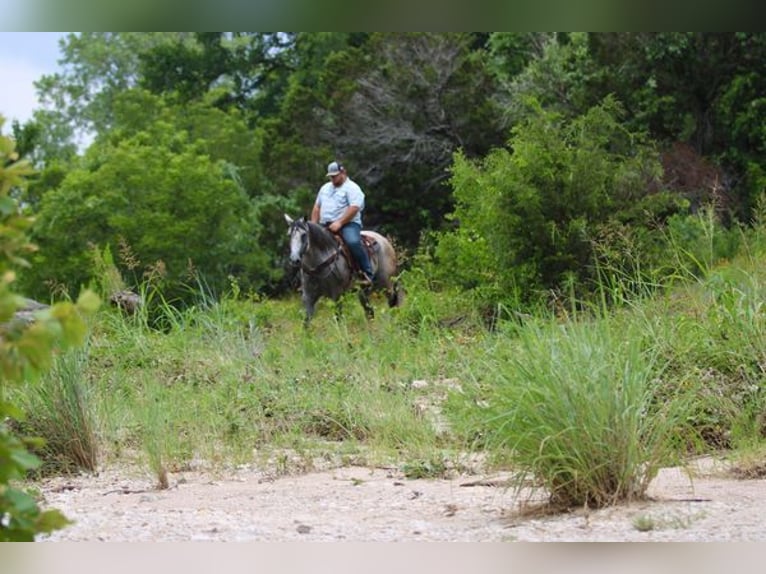 American Quarter Horse Wallach 9 Jahre 155 cm Schimmel in STEPHENVILLE, TX