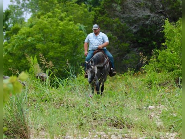 American Quarter Horse Wallach 9 Jahre 155 cm Schimmel in STEPHENVILLE, TX