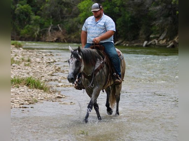 American Quarter Horse Wallach 9 Jahre 155 cm Schimmel in STEPHENVILLE, TX