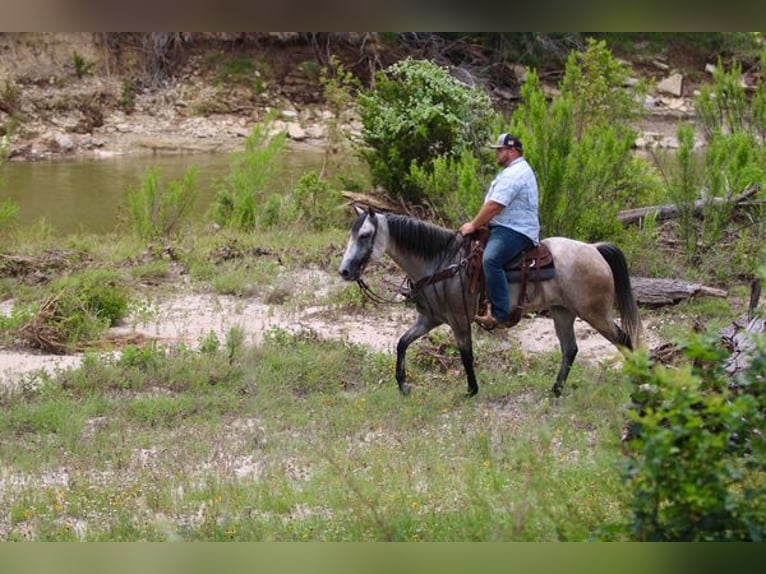 American Quarter Horse Wallach 9 Jahre 155 cm Schimmel in STEPHENVILLE, TX