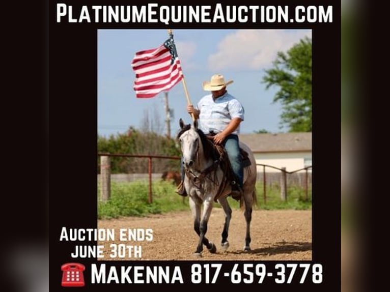 American Quarter Horse Wallach 9 Jahre 155 cm Schimmel in STEPHENVILLE, TX