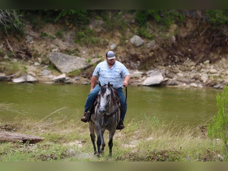 American Quarter Horse Wallach 9 Jahre 155 cm Schimmel in STEPHENVILLE, TX