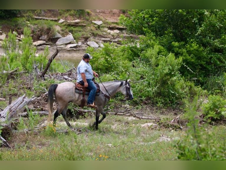 American Quarter Horse Wallach 9 Jahre 155 cm Schimmel in STEPHENVILLE, TX