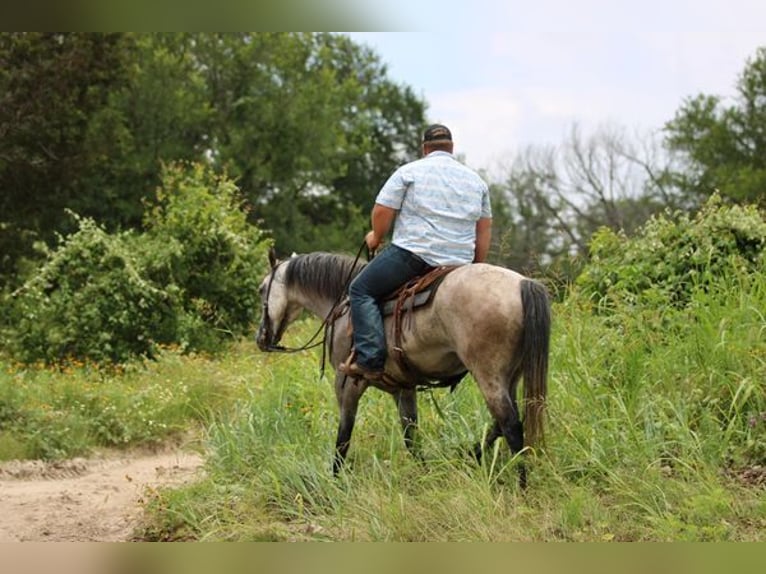 American Quarter Horse Wallach 9 Jahre 155 cm Schimmel in STEPHENVILLE, TX