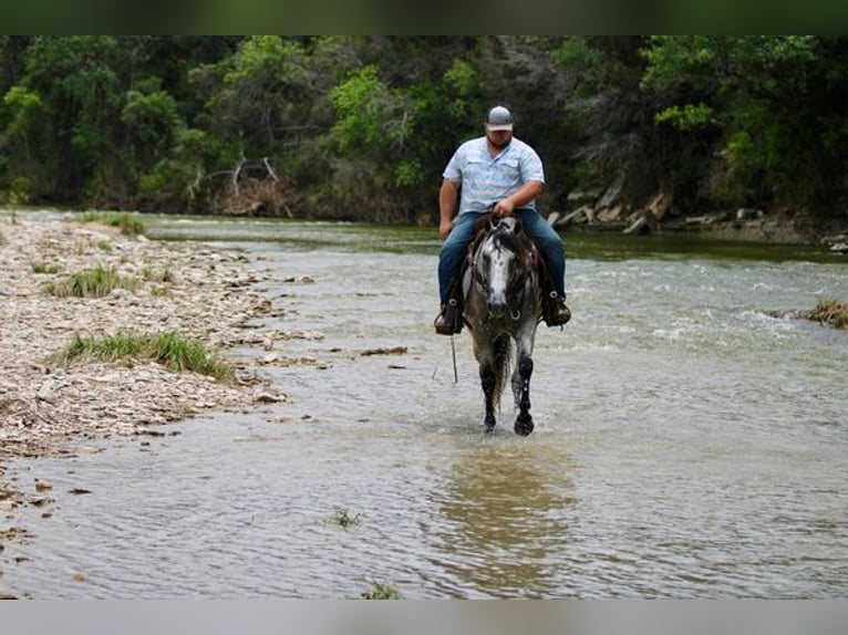 American Quarter Horse Wallach 9 Jahre 155 cm Schimmel in STEPHENVILLE, TX