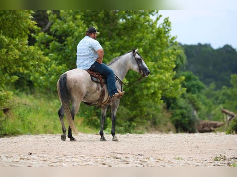 American Quarter Horse Wallach 9 Jahre 155 cm Schimmel in STEPHENVILLE, TX