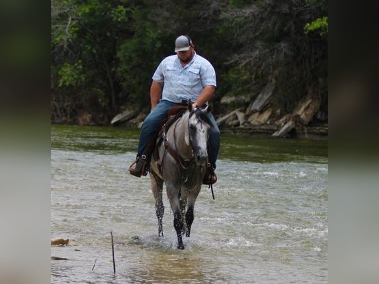 American Quarter Horse Wallach 9 Jahre 155 cm Schimmel in STEPHENVILLE, TX