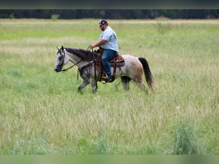 American Quarter Horse Wallach 9 Jahre 155 cm Schimmel in STEPHENVILLE, TX