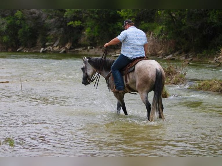 American Quarter Horse Wallach 9 Jahre 155 cm Schimmel in STEPHENVILLE, TX
