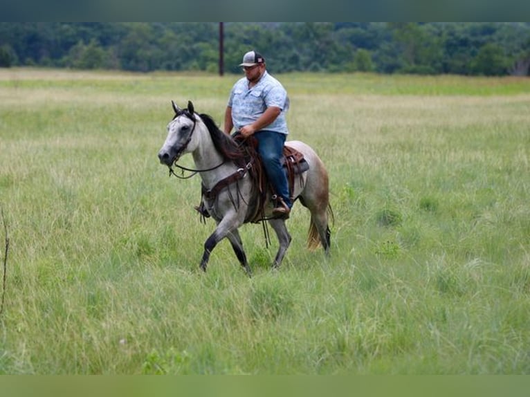 American Quarter Horse Wallach 9 Jahre 155 cm Schimmel in STEPHENVILLE, TX