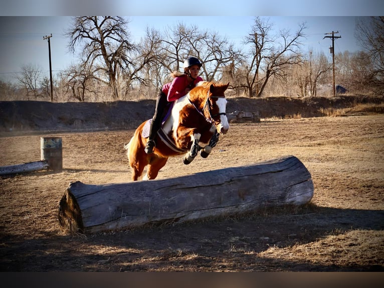 American Quarter Horse Wallach 9 Jahre 155 cm Tobiano-alle-Farben in Fort Collins CO