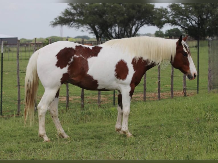 American Quarter Horse Wallach 9 Jahre 155 cm Tobiano-alle-Farben in Lipan TX