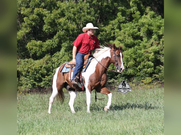 American Quarter Horse Wallach 9 Jahre 155 cm Tobiano-alle-Farben in Mount Vernon KY