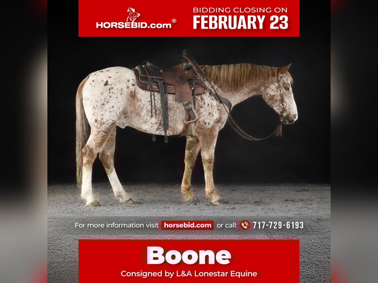 American Quarter Horse Wallach 9 Jahre 155 cm  in Needmore