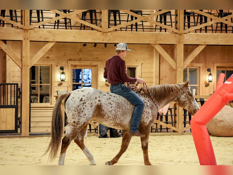 American Quarter Horse Wallach 9 Jahre 155 cm  in Needmore