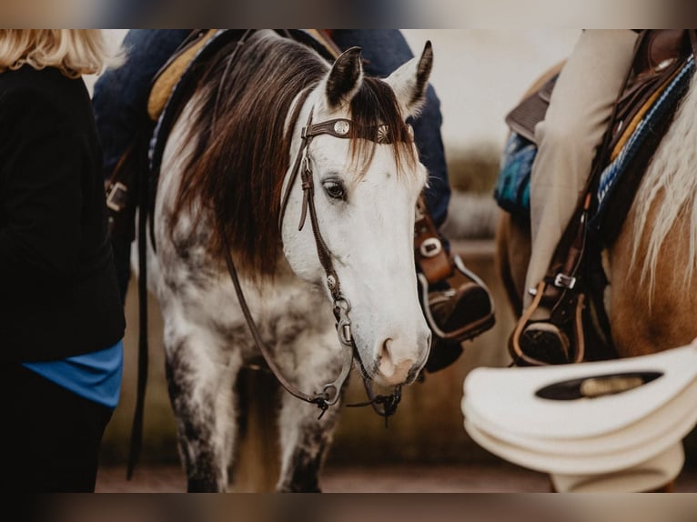 American Quarter Horse Wallach 9 Jahre 156 cm Apfelschimmel in Flörsbachtal
